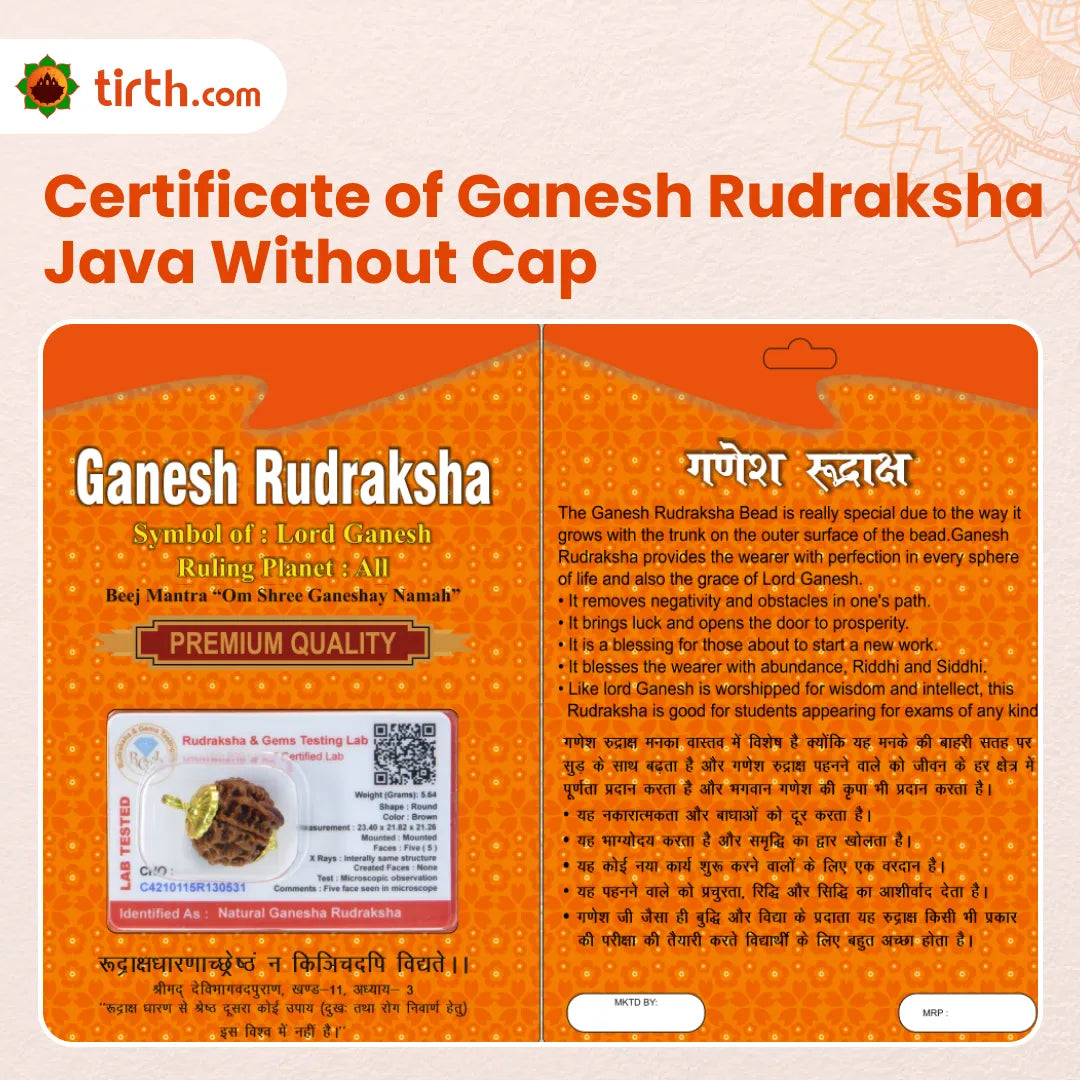 Original Ganesh Rudraksha Java Without Cap – Rare Vighnaharta Bead for Obstacle Removal & Wisdom