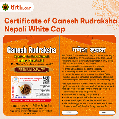 Original Ganesh Rudraksha Nepali – Rare Vighnaharta Bead for Obstacle Removal (Without Cap / Golden Cap / White Cap)