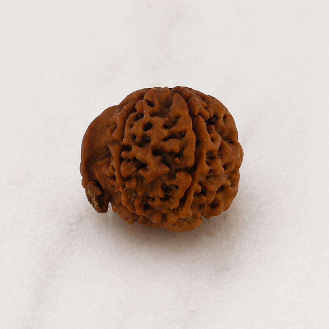 Original Ganesh Rudraksha Nepali – Rare Vighnaharta Bead for Obstacle Removal (Without Cap / Golden Cap / White Cap)