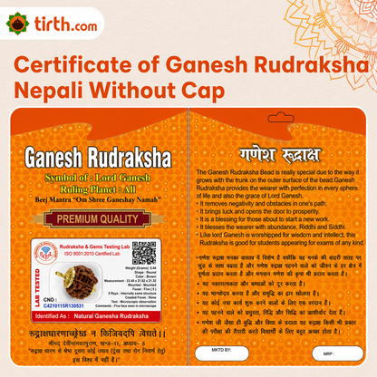 Original Ganesh Rudraksha Nepali – Rare Vighnaharta Bead for Obstacle Removal (Without Cap / Golden Cap / White Cap)