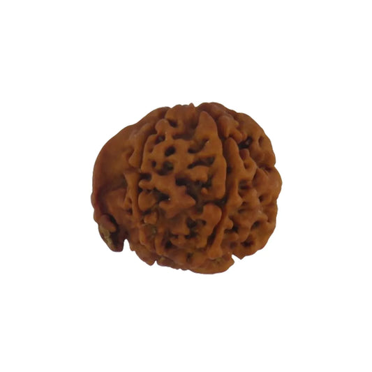 Original Ganesh Rudraksha Nepali – Rare Vighnaharta Bead for Obstacle Removal (Without Cap / Golden Cap / White Cap)