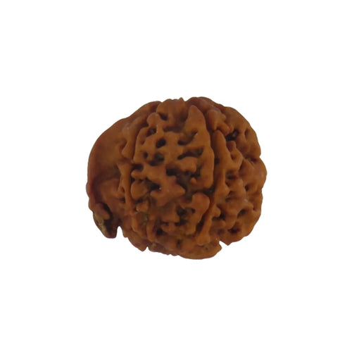 Original Ganesh Rudraksha Nepali – Rare Vighnaharta Bead for Obstacle Removal (Without Cap / Golden Cap / White Cap)