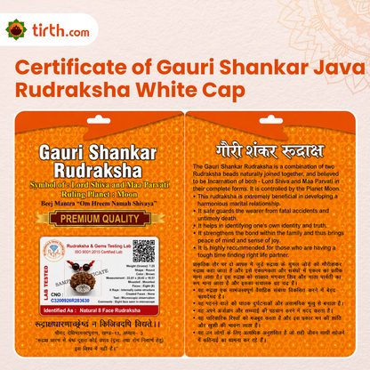 Original Gauri Shankar Rudraksha Java – Shiv Shakti Divine Union Bead (Without Cap / Golden Cap / White Cap)