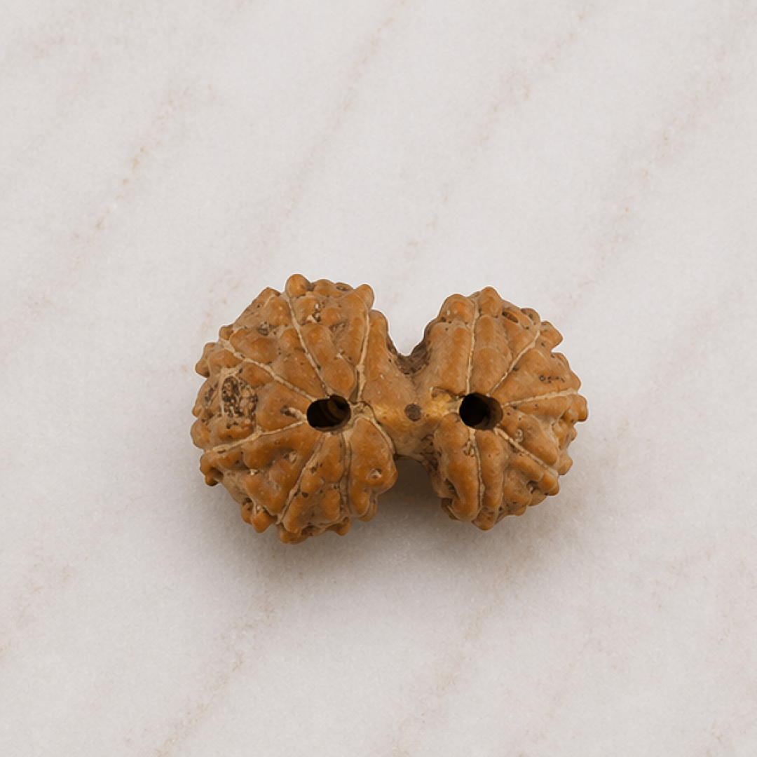 Original Gauri Shankar Rudraksha Java – Shiv Shakti Divine Union Bead (Without Cap / Golden Cap / White Cap)