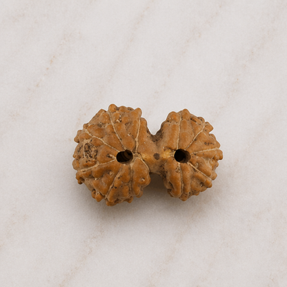 Original Gauri Shankar Rudraksha Java – Shiv Shakti Divine Union Bead (Without Cap / Golden Cap / White Cap)