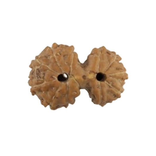 Original Gauri Shankar Rudraksha Java – Shiv Shakti Divine Union Bead (Without Cap / Golden Cap / White Cap)