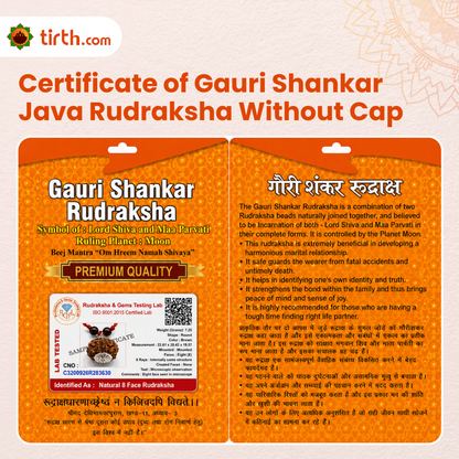 Original Gauri Shankar Rudraksha Java – Shiv Shakti Divine Union Bead (Without Cap / Golden Cap / White Cap)