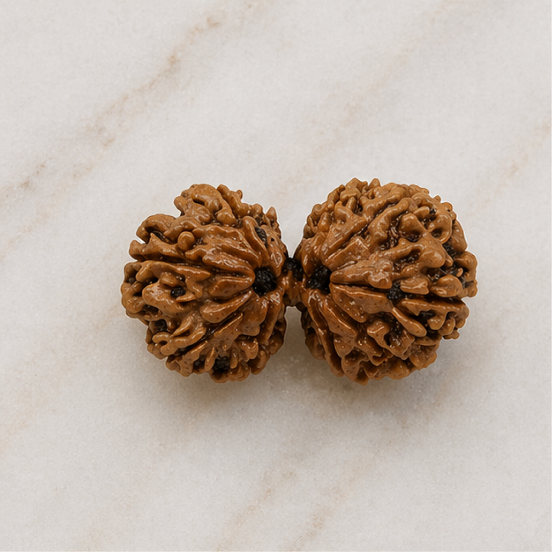 Original Gauri Shankar Rudraksha Nepali Without Cap – Shiv Shakti Unity & Relationship Harmony Bead