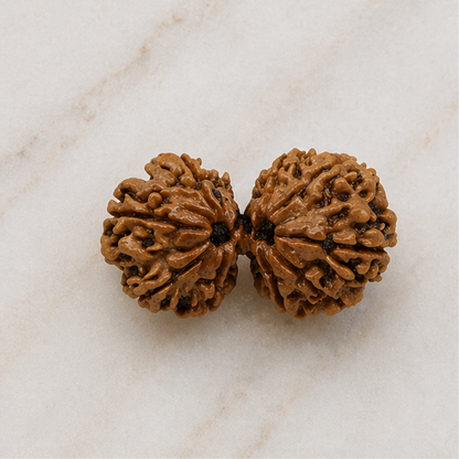Original Gauri Shankar Rudraksha Nepali Without Cap – Shiv Shakti Unity & Relationship Harmony Bead