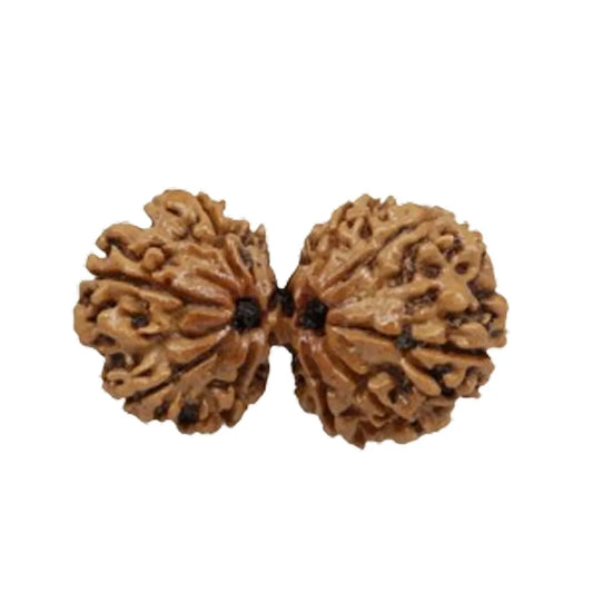 Original Gauri Shankar Rudraksha Nepali Without Cap – Shiv Shakti Unity & Relationship Harmony Bead