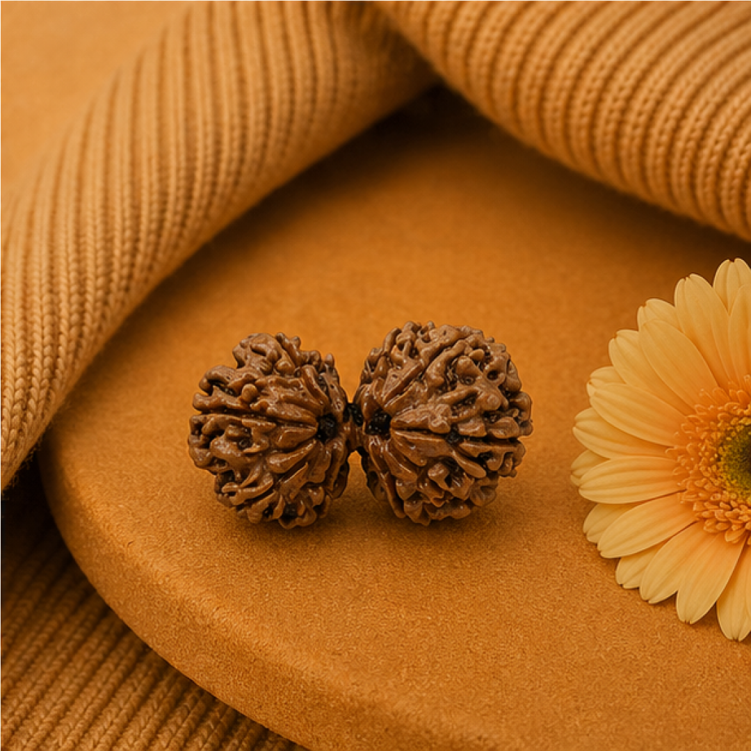 Original Gauri Shankar Rudraksha Nepali Without Cap – Shiv Shakti Unity & Relationship Harmony Bead