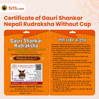Original Gauri Shankar Rudraksha Nepali Without Cap – Shiv Shakti Unity & Relationship Harmony Bead
