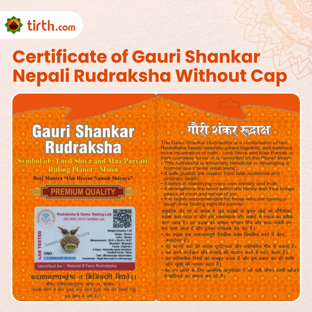 Original Gauri Shankar Rudraksha Nepali Without Cap – Shiv Shakti Unity & Relationship Harmony Bead