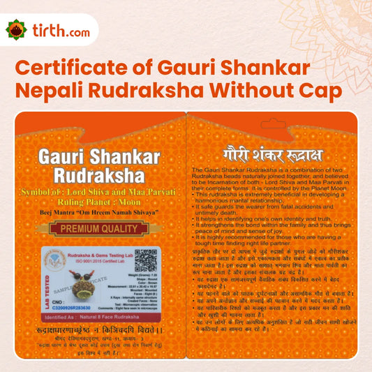 Original Gauri Shankar Rudraksha Nepali Without Cap – Shiv Shakti Unity & Relationship Harmony Bead