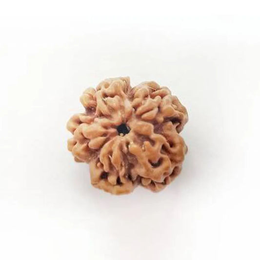 Original Nirakar Rudraksha – Formless Shiva Consciousness Bead