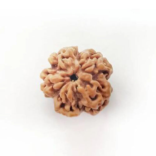Original Nirakar Rudraksha – Formless Shiva Consciousness Bead
