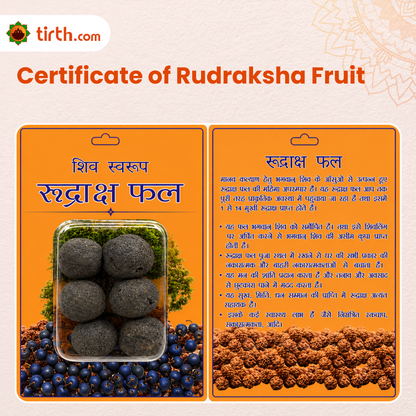 Sacred Rudraksha Fruit – Natural Whole Rudraksha with Spiritual Packing