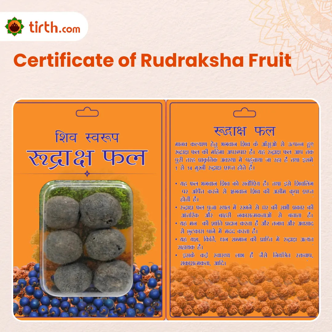 Sacred Rudraksha Fruit – Natural Whole Rudraksha with Spiritual Packing