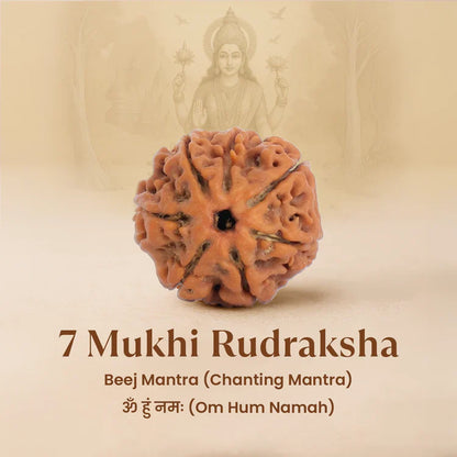 Tirth 7 Mukhi Rudraksha Combo